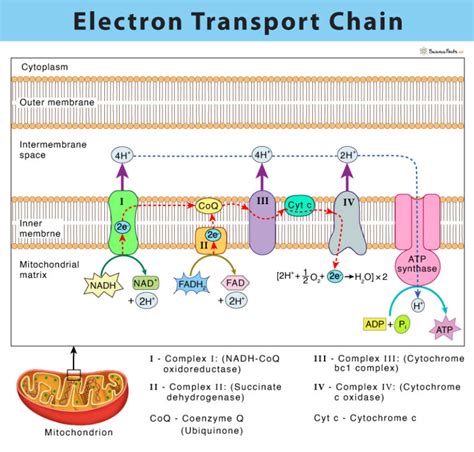 reactants of electron transport chain|Electron Transport Chain: Definition, Steps, and Diagram .